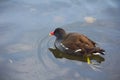 Moorhen in London